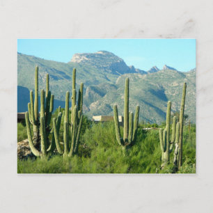 Carte Postale "Arizona verte"