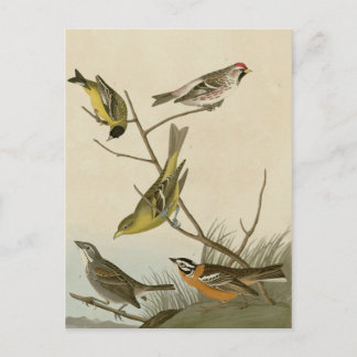 Carte Postale Arkansaw Siskin, Mealy Red Poll, Louisiane Tanager