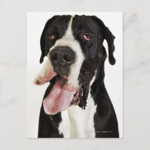 Carte Postale Arlequin grand Danois, gros plan sur blanc