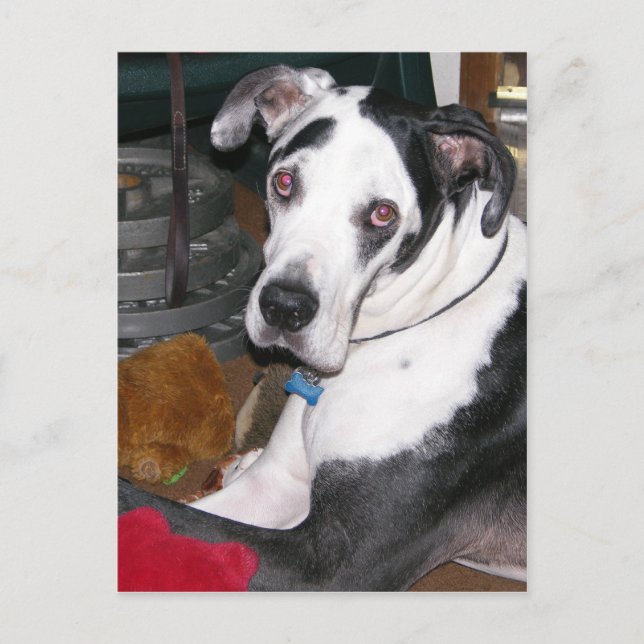 Carte Postale Arlequin Great Dane (Devant)