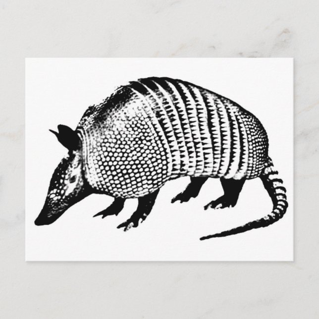 Carte Postale Armadillo (Devant)