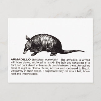 Carte Postale armadillo