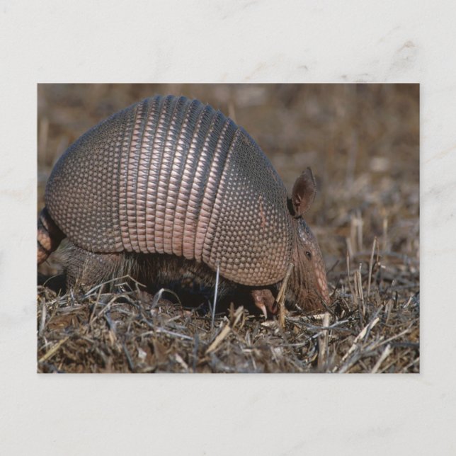 Carte postale Armadillo (Devant)
