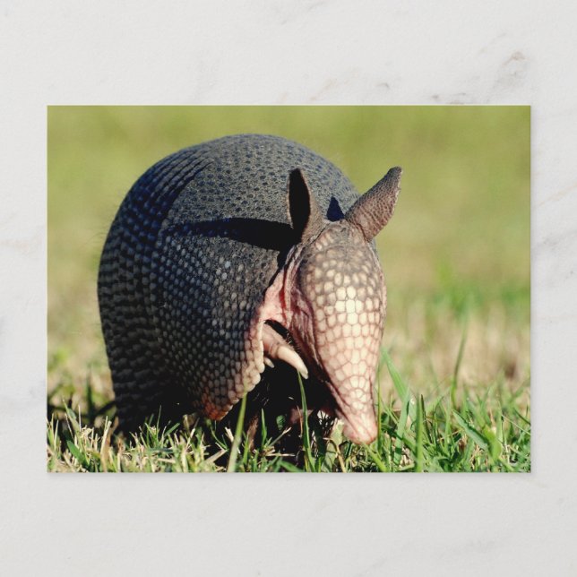 Carte Postale Armadillo à neuf bandes (Devant)