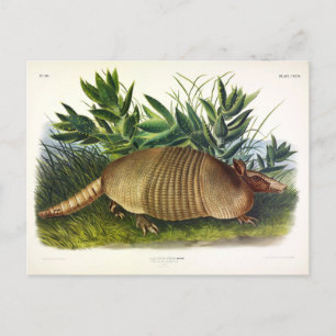 Carte Postale Armadillo à nez long, à neuf bandes, par Audubon