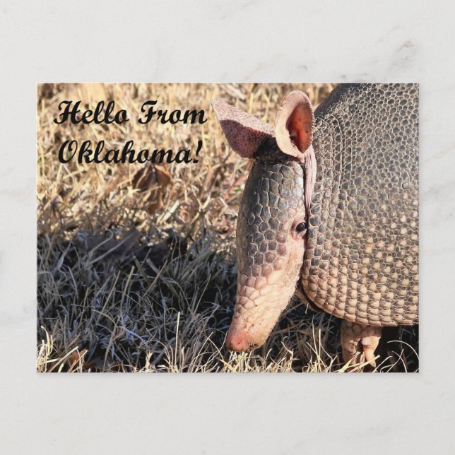 Carte Postale Armadillo Bonjour De Oklahoma Post Card (Devant)