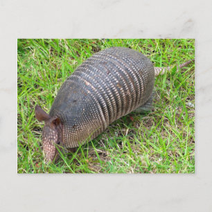 Carte Postale Armadillo en Grass vert