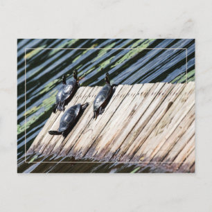 Carte Postale Arrêt de la tortue