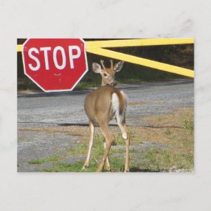 Carte Postale Arrêter