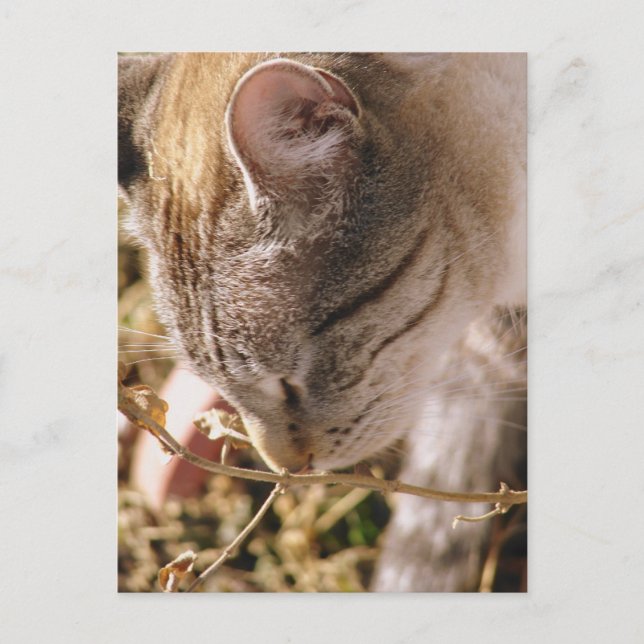 Carte Postale Arrêtez-vous et respirez le parfum des fleurs (Devant)