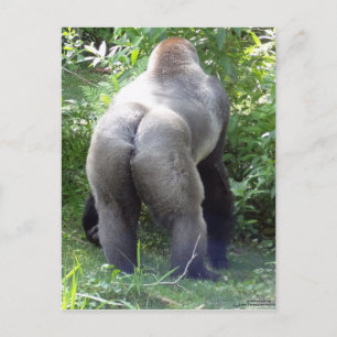 Carte Postale Arrière de Gorilla