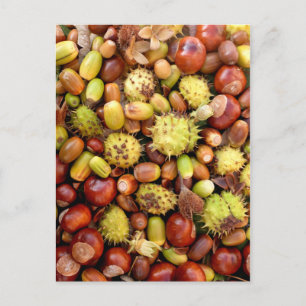 Carte Postale Arrière - plan d'automne