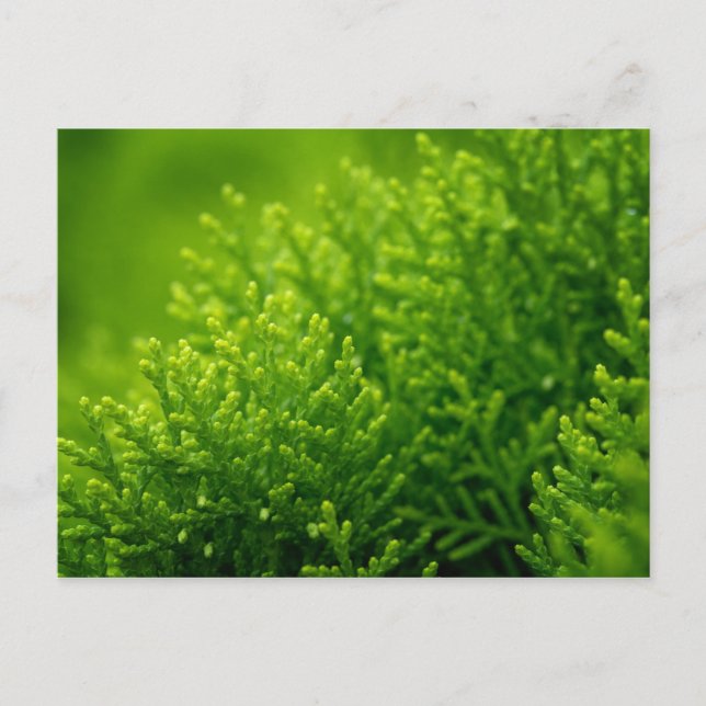 Carte Postale Arrière - plan feuille vert (Devant)