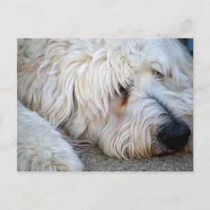 Carte Postale Arrière - plan Goldendoodle