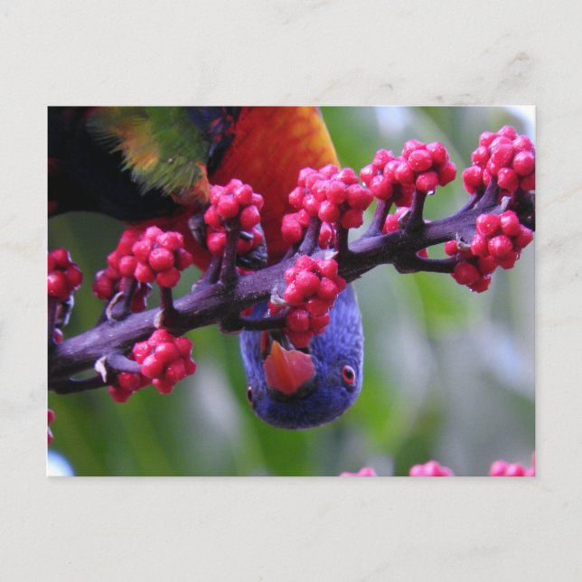 Carte Postale Arrivée pour un en-cas - Rainbow Lorikeet (Devant)