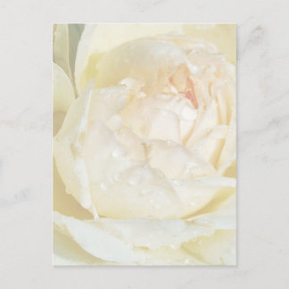 Carte Postale Arrosage sur Champagne Blush White Rose floral Po