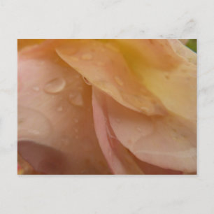 Carte Postale Arrosage sur pétales Roses rose pâle