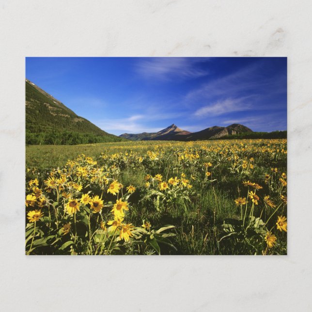 Carte Postale Arrowleaf recouvre le praire avec (Devant)