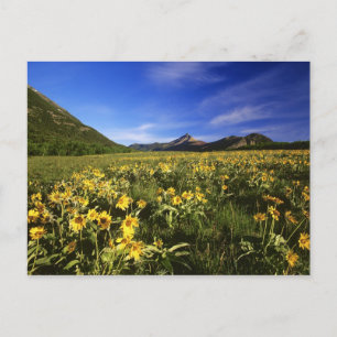 Carte Postale Arrowleaf recouvre le praire avec