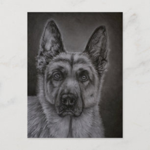 Carte Postale Art berger allemand - Noble