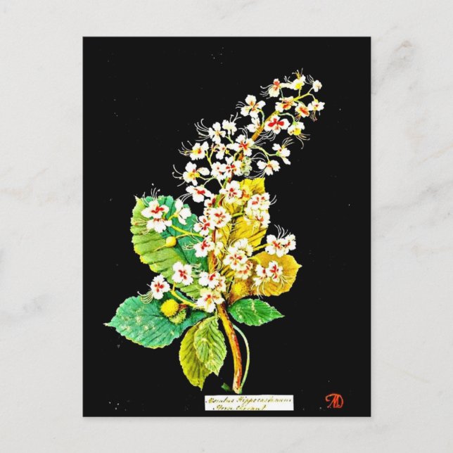 Carte postale-Art botanique-Mary Delany 11 (Devant)