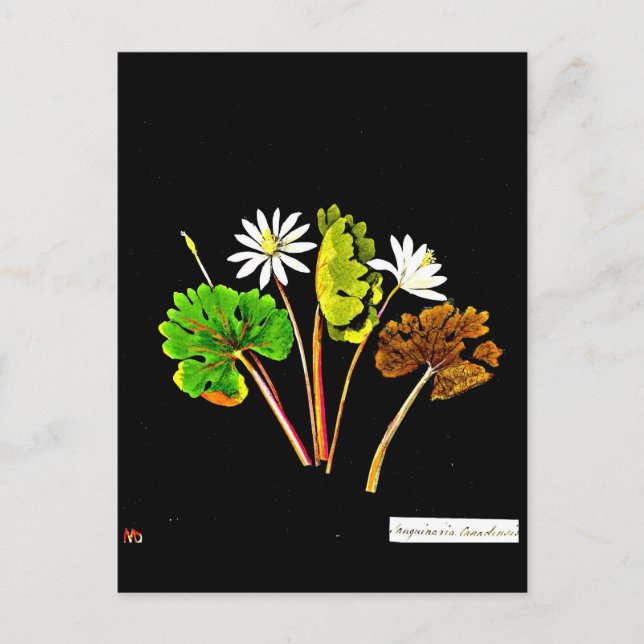 Carte postale-Art botanique-Mary Delany 14 (Devant)