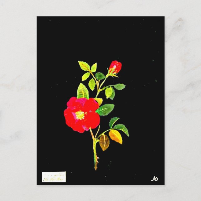 Carte postale-Art botanique-Mary Delany 16 (Devant)