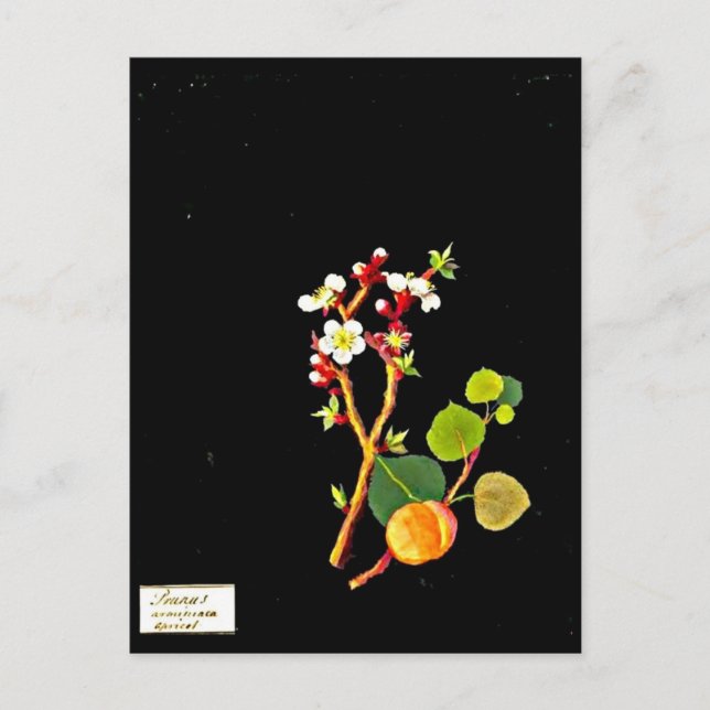 Carte postale-Art botanique-Mary Delany 9 (Devant)