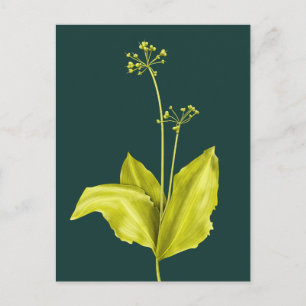 Carte Postale Art botanique Vert Plante Nature Lover Botaniste