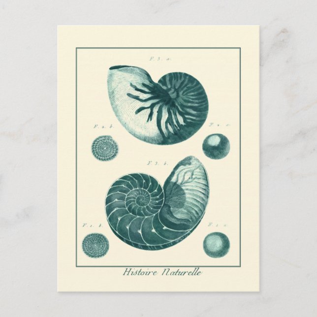 Carte Postale Art de coquillage rouge et vert (Devant)