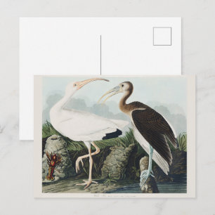 Carte Postale Art de la nature de l'oiseau Ibis blanc d'Audubon 