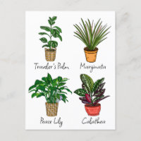 Art de plantes de maison dessinées à la main  