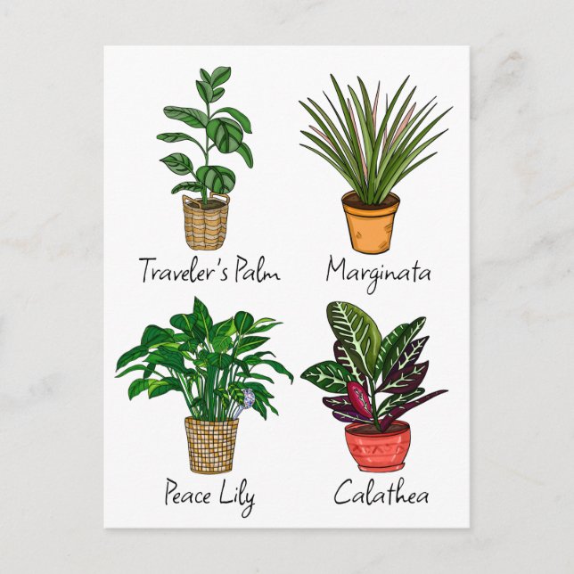 Carte Postale Art de plantes de maison dessinées à la main   (Devant)