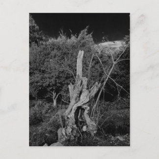 Carte Postale art d'horreur Abstrait - poupées tête dans arbre m