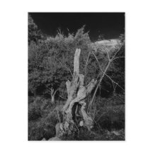 art d'horreur Abstrait - poupées tête dans arbre m