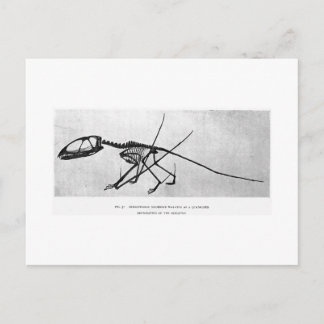 Carte postale art Dimorphodon macronyx