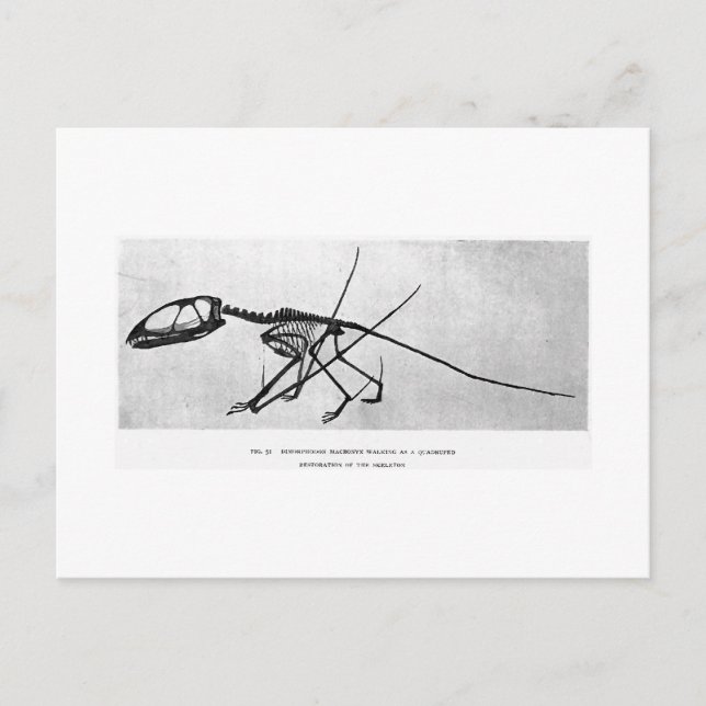 Carte postale art Dimorphodon macronyx (Devant)