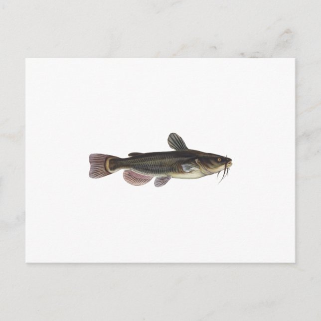 Carte Postale Art du poisson-taupe noir (Devant)