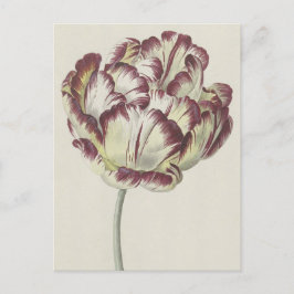 Carte Postale Art hollandais vintage : Tulipe blanche, rouge et 