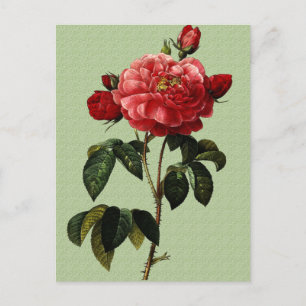 Carte Postale Art rose