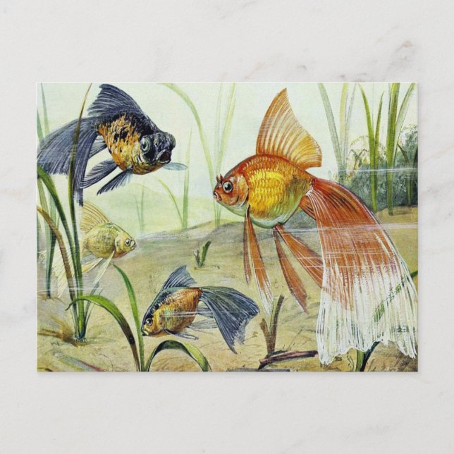 Carte Postale Art vintage poisson rouge (Devant)