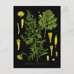 Carte Postale Artemesia Absinthium