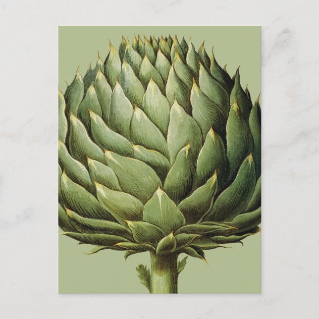 Carte Postale Artichoke, 1613 (Devant)