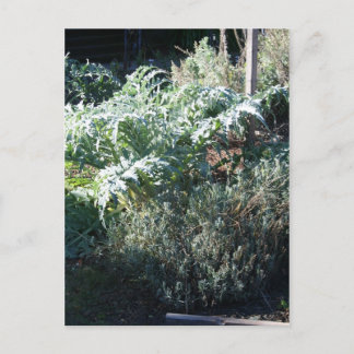 Carte postale Artichoke et Lavender
