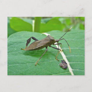 Carte Postale Articles de bug feuilleté (Acanthocephala fenorata