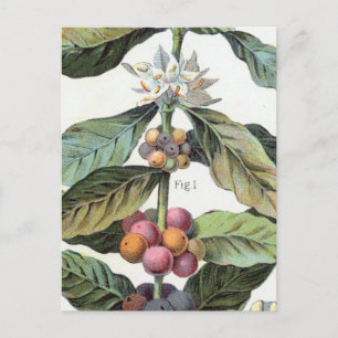 Carte Postale Artwork de haricots de café vintage