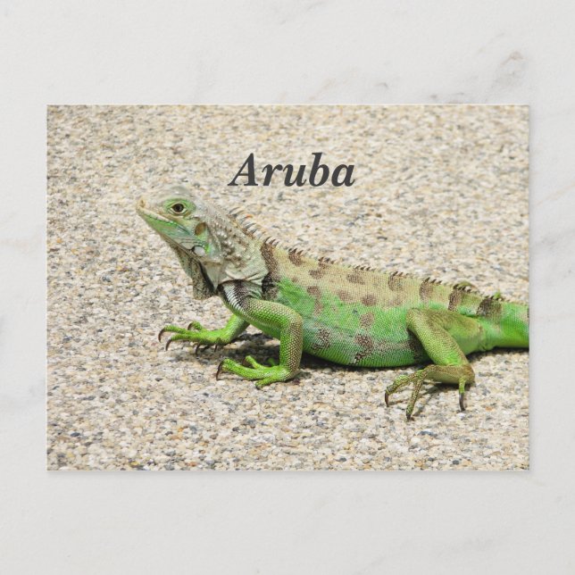 Carte Postale Aruba Green Iguana (Devant)