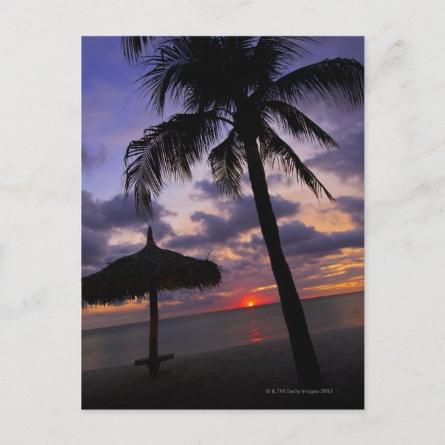 Carte Postale Aruba, silhouette de palmier et palapa (Devant)