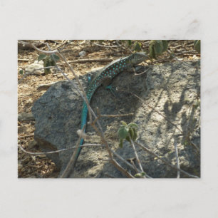 Carte Postale Aruba Whiptail Lizard Photographie d'animaux tropi