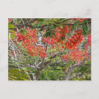 Carte Postale Arvore